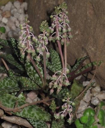 Ledebouria socialis | PlantZAfrica